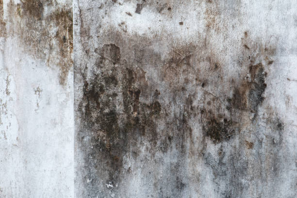 Best Indoor Air Quality Assessment  in South River, NJ