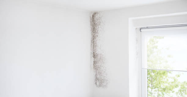 Best Black Mold Removal  in South River, NJ