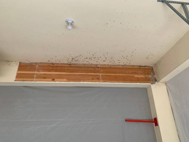 Best Flood Damage  in South River, NJ