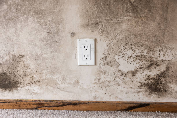Best Commercial Mold Inspection  in South River, NJ