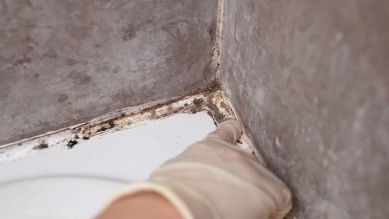 Best Biohazard Mold Removal  in South River, NJ